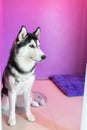 syberien husky in room