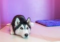 syberien husky in room