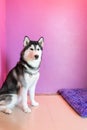 syberien husky in room