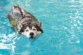 syberien husky swimming in the pool