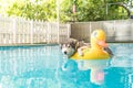 syberien husky swimming in the pool with swim ring