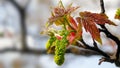 A Sycamore, Acer pseudoplatanus Bursts into Leaf and Flower during Spring