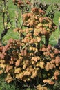 Sycamore, acer pseudoplatanus, leaves in spring Royalty Free Stock Photo