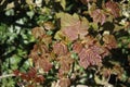 Sycamore, acer pseudoplatanus, leaves in spring