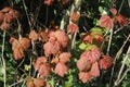 Sycamore, acer pseudoplatanus, leaves in spring Royalty Free Stock Photo