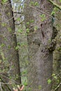 Sycamore - Acer pseudoplatanus, Norfolk, England, UK Royalty Free Stock Photo