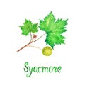 Sycamore american sycamore tree, platanus occidentalis branch with green leaves and fruit, hand painted watercolor illustration
