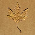 Sycamore autumn leaf, autumn leaf of plane tree, isolated on cardboard Royalty Free Stock Photo