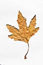 Sycamore autumn leaf, autumn leaf of plane tree, isolated on white background Royalty Free Stock Photo