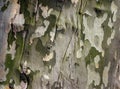 Sycamore Bark Royalty Free Stock Photo