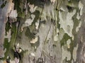 Sycamore Bark