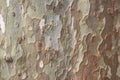 Sycamore bark with colorful spots.
