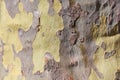 Sycamore bark texture background in yellow and gray colors