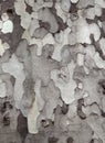 Sycamore bark texture Royalty Free Stock Photo