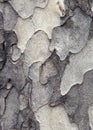 Sycamore bark texture