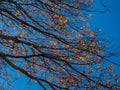 Colorful Autumn Sycamore Leaves against Bright, Blue Sky Royalty Free Stock Photo