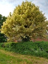 Sycamore `Brilliantissimum` - Acer Pseudoplatanus, Norfolk, England, UK Royalty Free Stock Photo