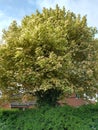 Sycamore `Brilliantissimum` - Acer Pseudoplatanus, Norfolk, England, UK Royalty Free Stock Photo