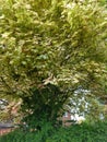 Sycamore `Brilliantissimum` - Acer Pseudoplatanus, Norfolk, England, UK Royalty Free Stock Photo