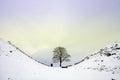 Sycamore Gap Royalty Free Stock Photo