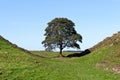 Sycamore Gap - Hadrian`s Wall - Northumberland, England
