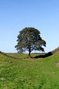 Sycamore Gap - Hadrian`s Wall - Northumberland, England