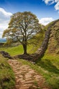 Sycamore Gap on Hadrian's Wall Royalty Free Stock Photo