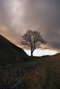 Sycamore Gap at Hadrians Wall Royalty Free Stock Photo