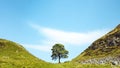 Sycamore Gap on Hadrians Wall up close vertical shot with vibrant summer colours