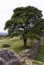 Sycamore Gap on the Roman Wall. Northumberland, England.