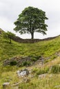 Sycamore Gap on the Roman Wall. Northumberland, England.