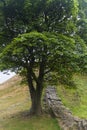 Sycamore Gap on the Roman Wall. Northumberland, England.