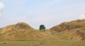 Sycamore Gap. Royalty Free Stock Photo