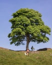 Sycamore Gap tree near Hadrian's Wall near Crag Lough in Northumberland