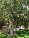 Sycamore in Jericho, Israel Royalty Free Stock Photo