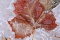 Sycamore Leaf Encased in Ice Royalty Free Stock Photo