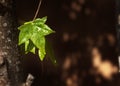 Sycamore Leaf Water Drops