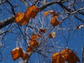 Sycamore Leaves Against A Blue Sky