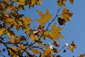 Sycamore Leaves in Early Fall Royalty Free Stock Photo