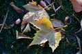 Sycamore Leaves Sport Showy Autumn Colors at Charbonneau Park Royalty Free Stock Photo