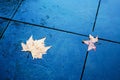 Sycamore leaves on a wet surface Royalty Free Stock Photo