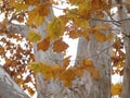 Sycamore Leaves and White Bark