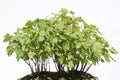 Sycamore maple (Acer pseudoplatanus) bonsai Royalty Free Stock Photo