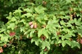 Sycamore maple Acer pseudoplatanus foliage and seed Royalty Free Stock Photo