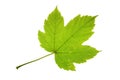 Sycamore maple (Acer pseudoplatanus) leaf isolated