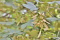 Sycamore maple fruits