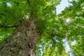 Sycamore maple tree trunk with branches, green summer leafage and the shining rays of the sun. Bottom view. Acer pseudoplatanus Royalty Free Stock Photo