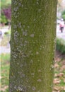 Acer pseudoplatanus - Sycamore