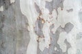 Sycamore, platan or plane tree bark texture background in khaki colors, khaki military pattern imitation Royalty Free Stock Photo