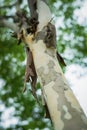 Sycamore, platan or plane tree bark texture background in multi colors